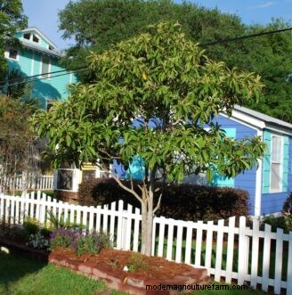Loquat Growing Guide: Care, Cultivation & Planting | Clemson University
