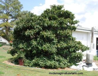 Loquat Growing Guide: Care, Cultivation & Planting | Clemson University