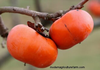 Persimmon Growing Guide for South Carolina: Native & Oriental Varieties