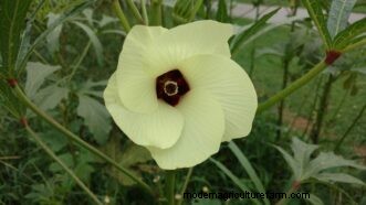 Okra Growing Guide for South Carolina: Planting, Care & Harvest