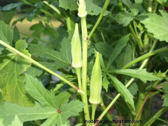 Okra Growing Guide for South Carolina: Planting, Care & Harvest