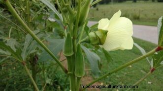 Okra Growing Guide for South Carolina: Planting, Care & Harvest