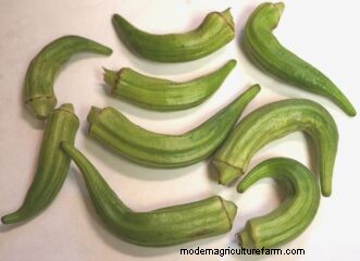 Okra Growing Guide for South Carolina: Planting, Care & Harvest