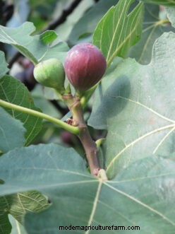 Growing Figs in South Carolina: A Comprehensive Guide
