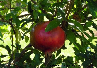 Growing Pomegranates in South Carolina: A Complete Guide