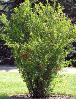 Growing Pomegranates in South Carolina: A Complete Guide