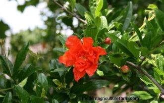 Growing Pomegranates in South Carolina: A Complete Guide