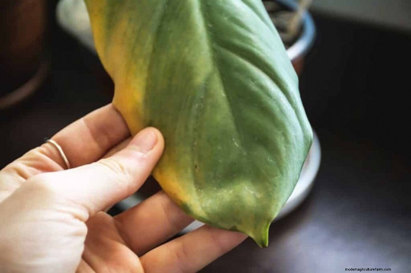 Pepper Plant Overwatering: Symptoms, Causes & Solutions