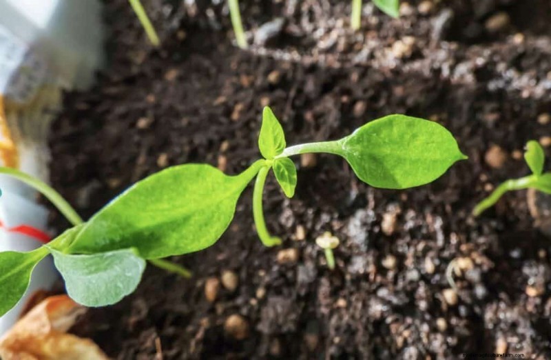 Grow Fiery Peppers: 5 Expert Tips for Maximum Heat