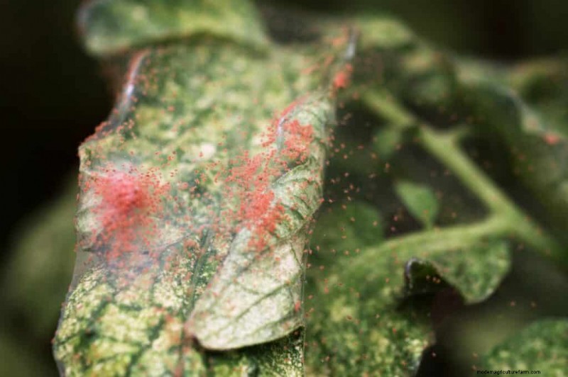 Protect Your Peppers: Identifying and Treating Spider Mites