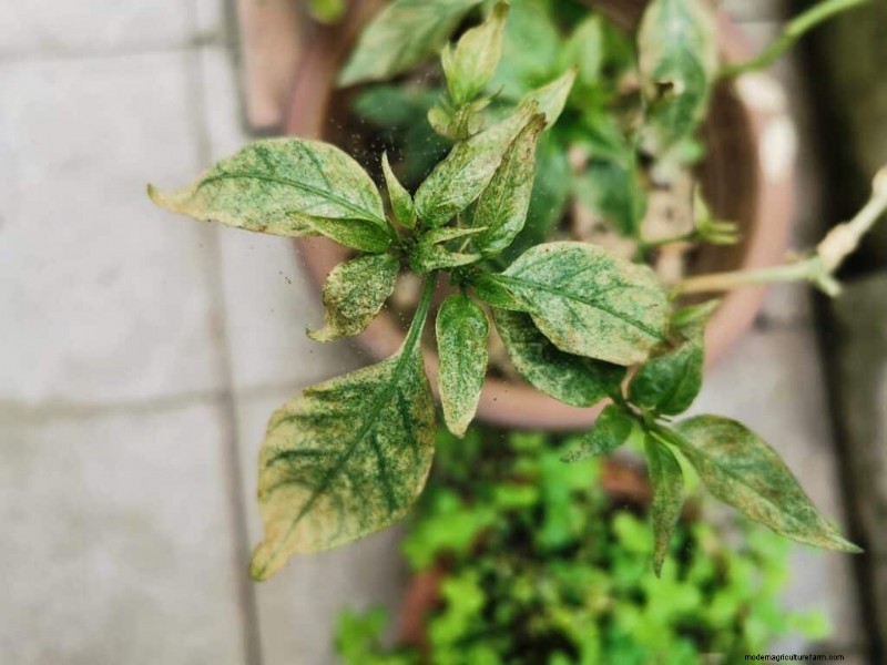 Protect Your Peppers: Identifying and Treating Spider Mites