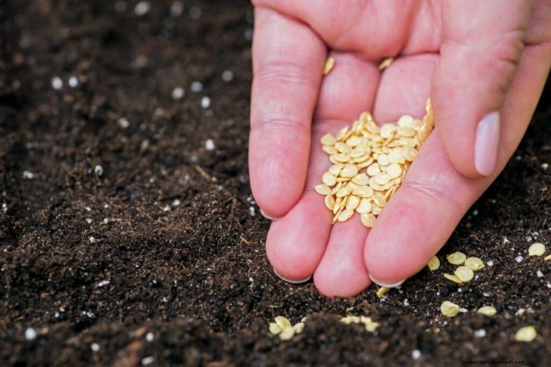 Pepper Seed Storage: Viability & Lifespan - Gardening Know How