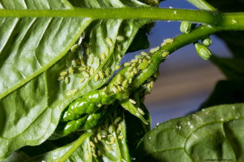 Aphid Control on Pepper Plants: Prevention & Treatment