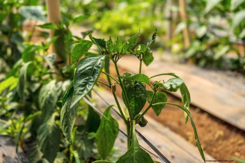 Aphid Control on Pepper Plants: Prevention & Treatment