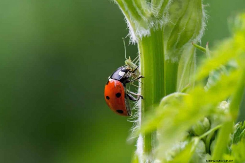 Aphid Control on Pepper Plants: Prevention & Treatment
