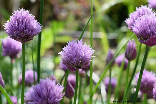 Horseradish Companion Plants: Natural Pest Control & Garden Boost