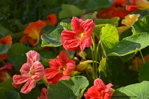 Horseradish Companion Plants: Natural Pest Control & Garden Boost