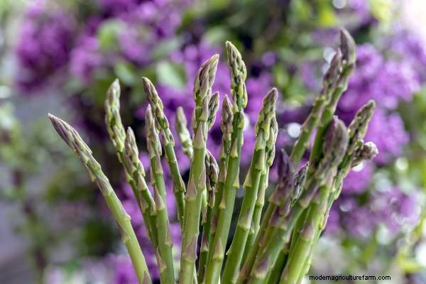 Horseradish Companion Plants: Natural Pest Control & Garden Boost