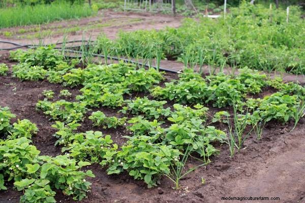 Horseradish Companion Plants: Natural Pest Control & Garden Boost