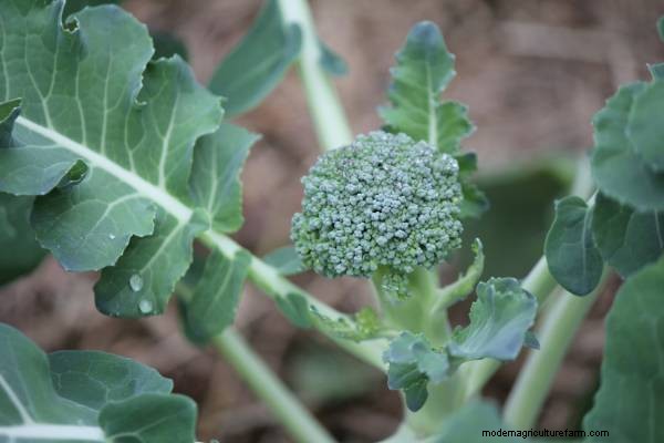 Broccoli Growing Guide: Stages, Care & Harvest