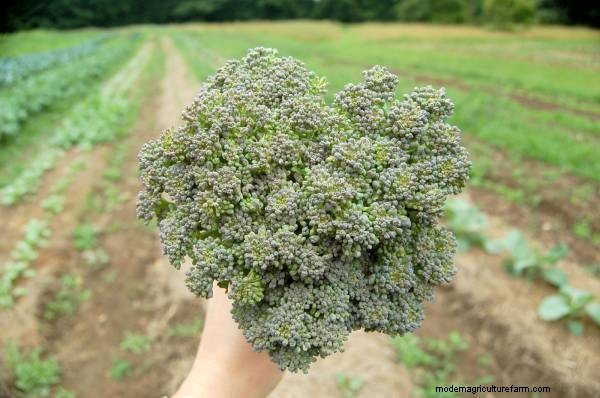 Broccoli Growing Guide: Stages, Care & Harvest