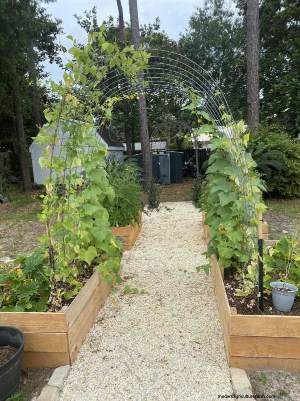 Companion Planting for Beans: Best & Worst Plant Partners