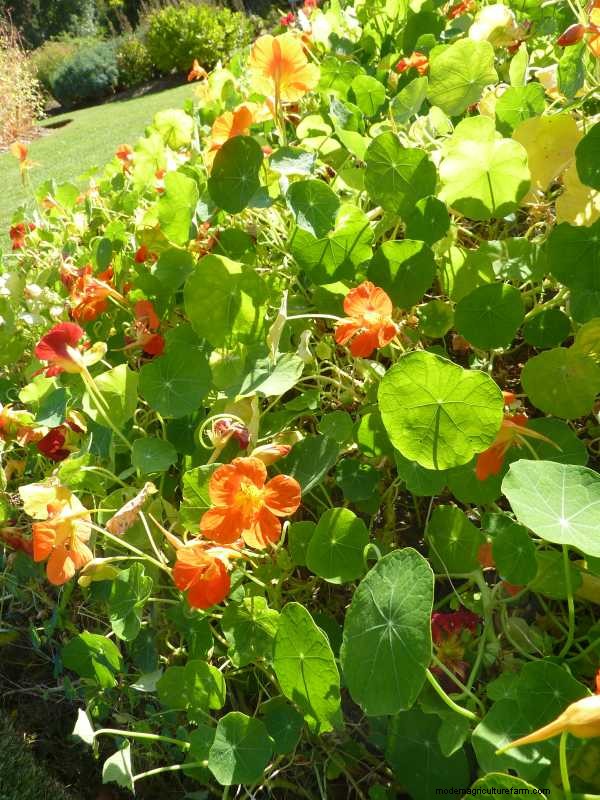Companion Planting for Beans: Best & Worst Plant Partners