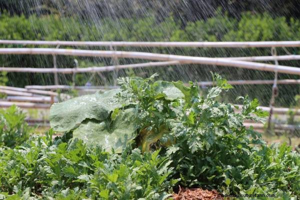 Zucchini Growing Guide: Stages from Seed to Harvest