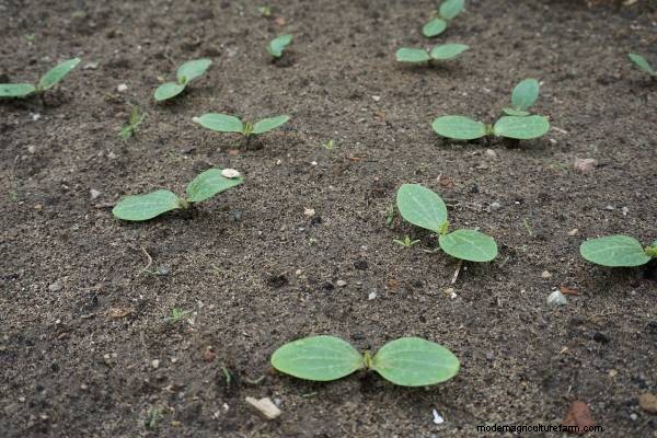 Zucchini Growing Guide: Stages from Seed to Harvest