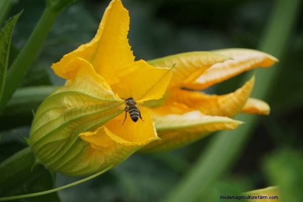 Zucchini Growing Guide: Stages from Seed to Harvest