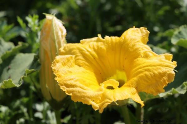 Zucchini Growing Guide: Stages from Seed to Harvest