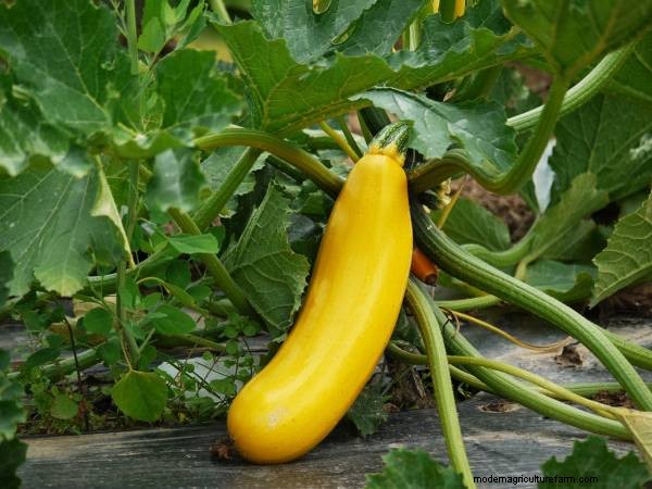 Zucchini Growing Guide: Stages from Seed to Harvest