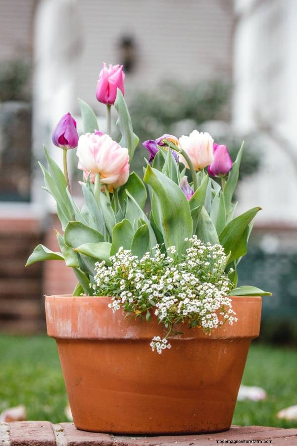 Tulip Lifespan: How Long Do Tulips Last in Bloom?