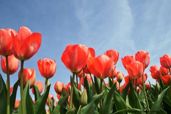 Tulip Lifespan: How Long Do Tulips Last in Bloom?