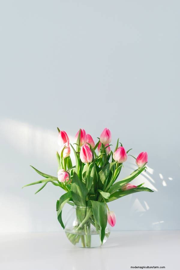 Tulip Lifespan: How Long Do Tulips Last in Bloom?