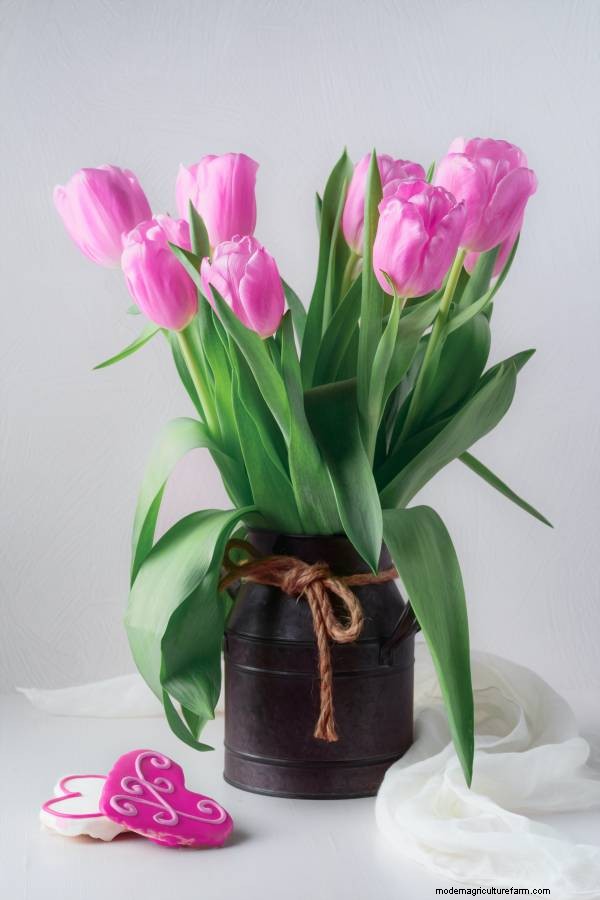Tulip Lifespan: How Long Do Tulips Last in Bloom?