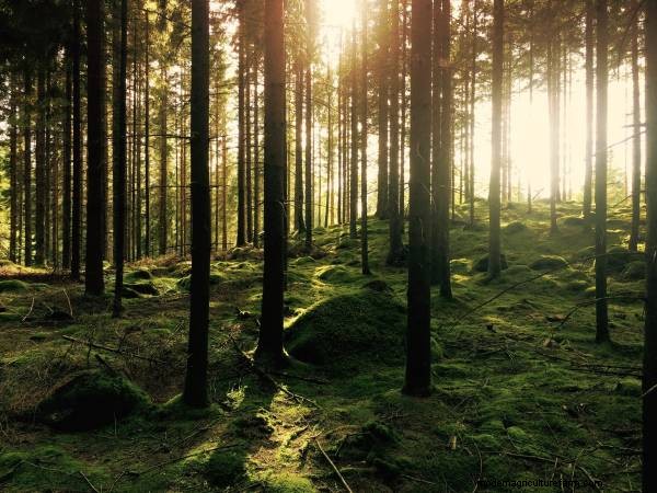 Understanding the Lack of Undergrowth Beneath Pine Trees - A Gardener s Guide