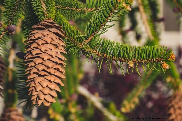 Understanding the Lack of Undergrowth Beneath Pine Trees - A Gardener s Guide