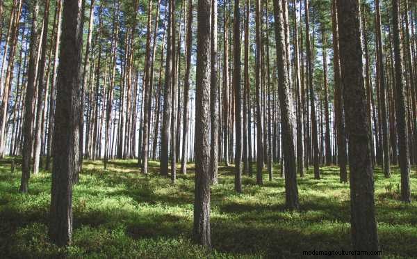 Understanding the Lack of Undergrowth Beneath Pine Trees - A Gardener s Guide