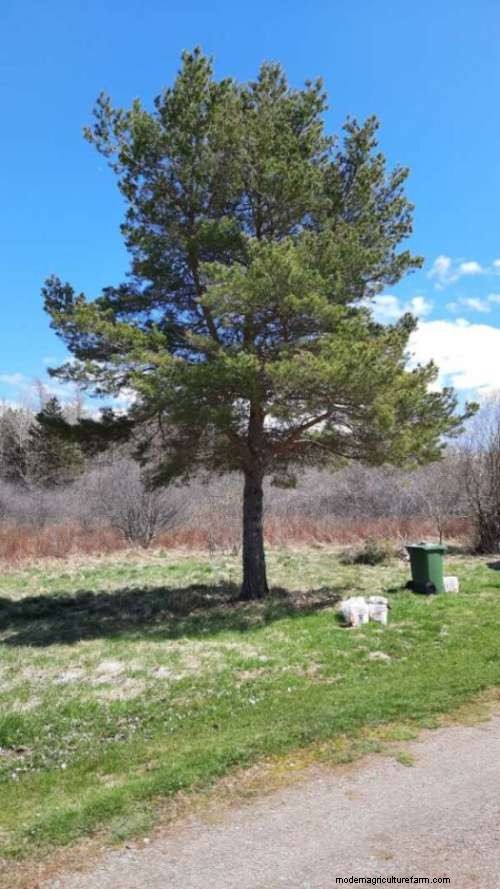 Understanding the Lack of Undergrowth Beneath Pine Trees - A Gardener s Guide