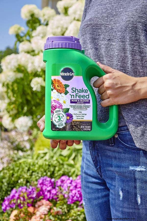 Bougainvillea Fertilizer Guide: Boost Blooms & Growth