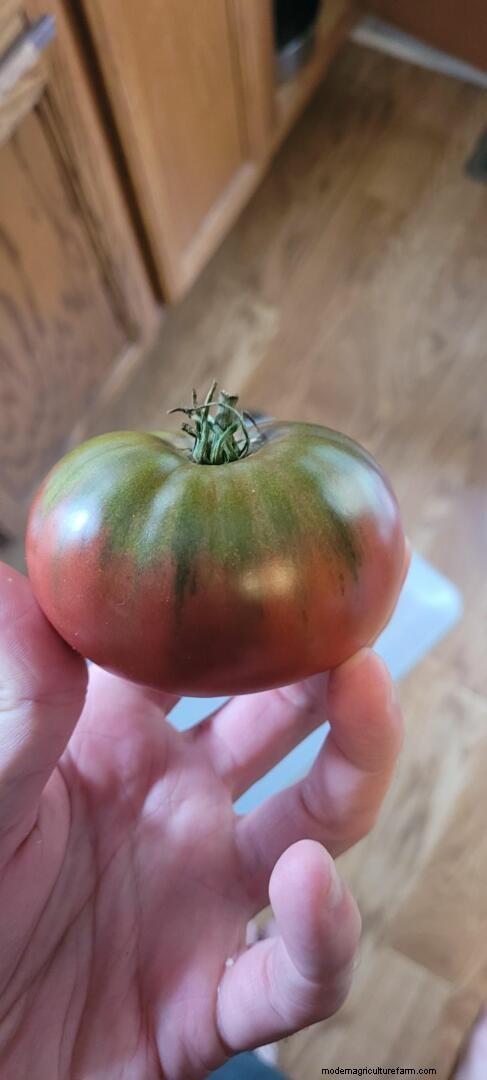 Best Time to Plant Tomatoes in North Carolina: A Complete Guide