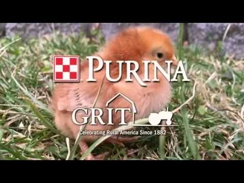 Raising Chickens with Kids: A Beginner s Guide & Family Fun