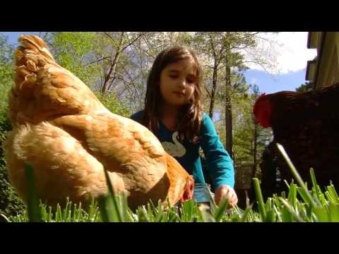 Urban Chicken Keeping: A Beginner s Guide to Raising Chickens in the City