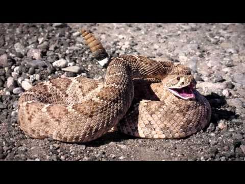Snakebite Risks & Prevention: Protecting Your Property & Family