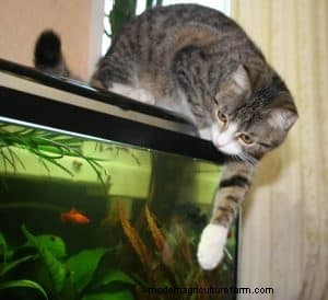 Aquarium Lids: Benefits, Drawbacks & Whether You Need One