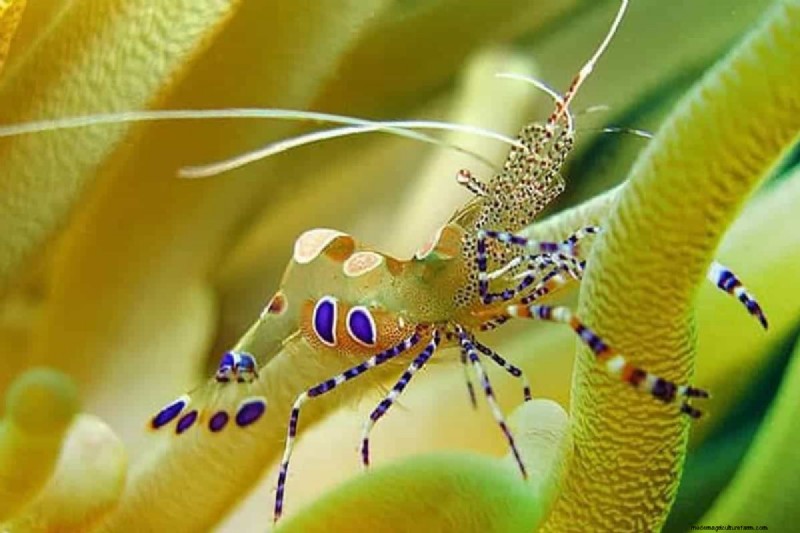 Spotted Anemone Shrimp (Periclimenes yucatanicus): Care & Breeding Guide