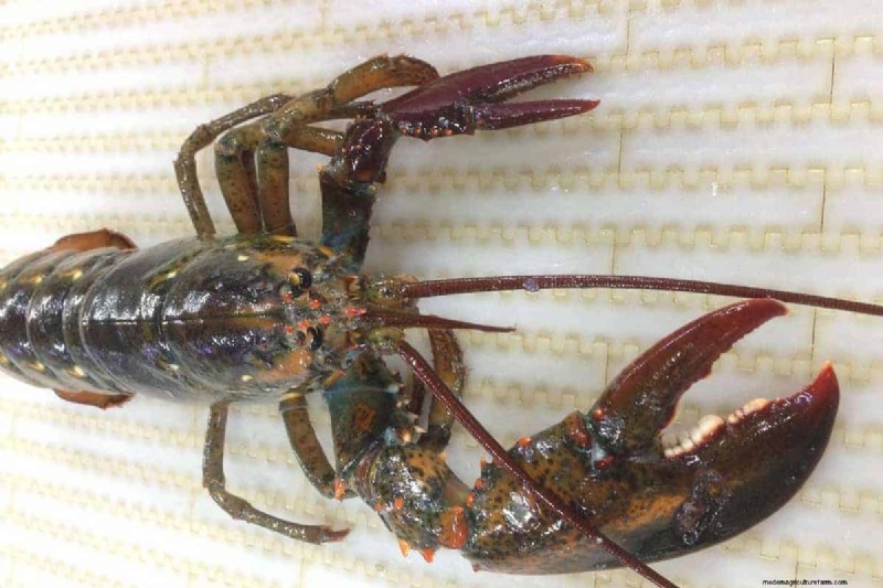 Crustacean Regeneration: A Comprehensive Guide to Limb Regrowth