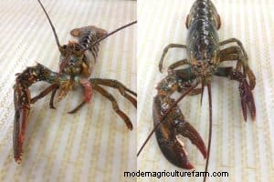Crustacean Regeneration: A Comprehensive Guide to Limb Regrowth