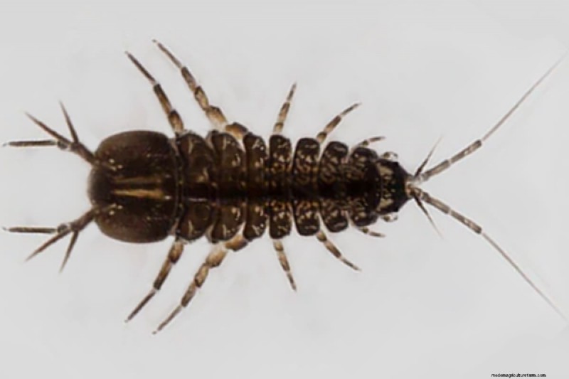 Asellus Aquaticus: The Hardy Water Louse for Aquarium Health